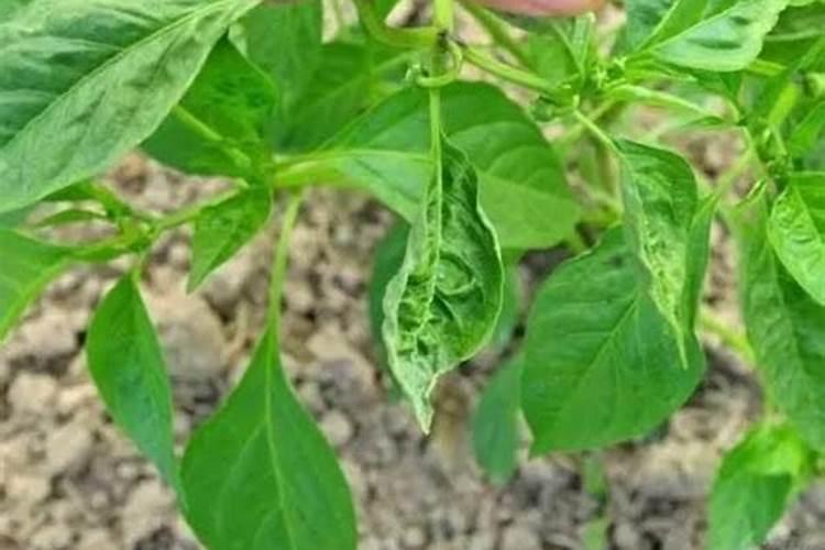 大葱苗后除草剂用什么药