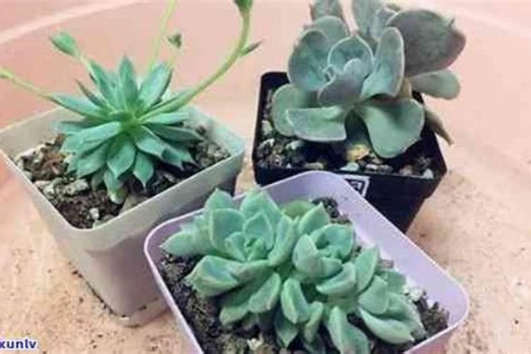 隔夜茶水可以浇多肉吗