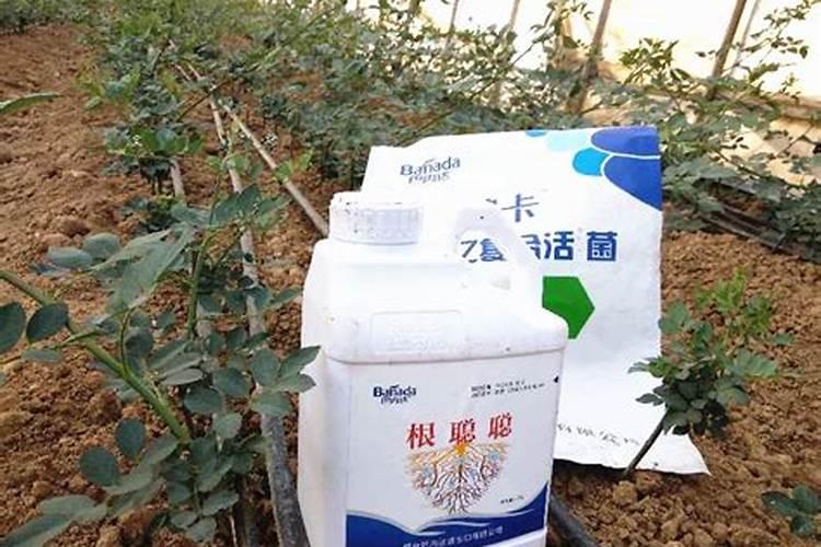 生根肥使用过程中应注意什么