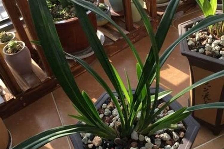 兰花怎么养才能开花