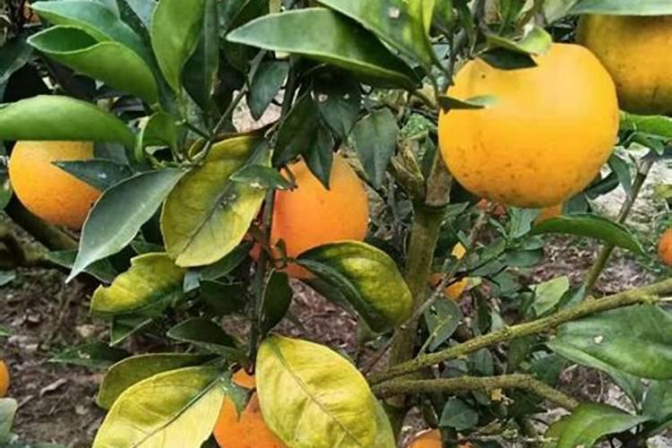 中量元素水溶肥辣椒地里可以撒吗