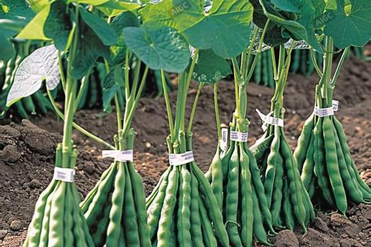 无胫豆的栽培技术