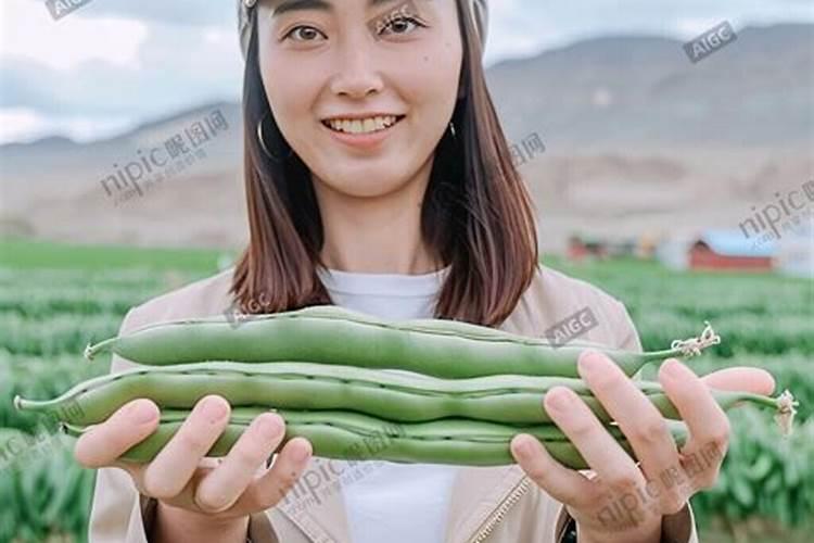 无筋豆高产种植技术
