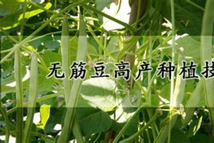 无筋豆施什么肥最好