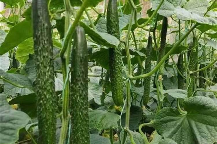 摩卡咖啡的配方