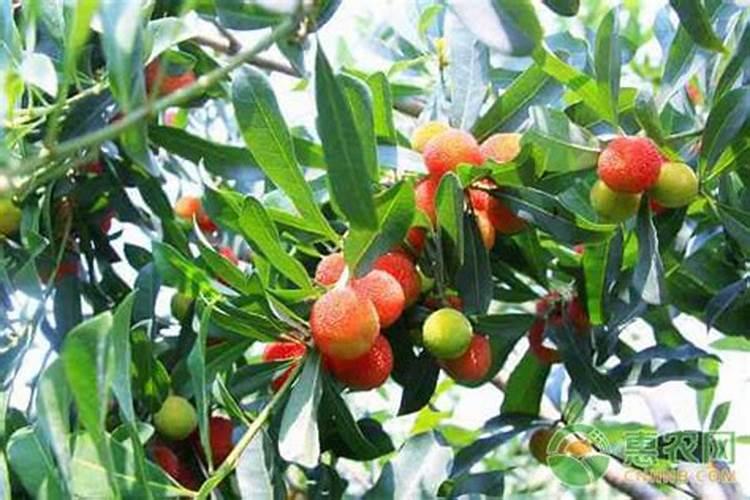 玉米授粉后能不能打磷酸二氢钾叶面肥加尿素