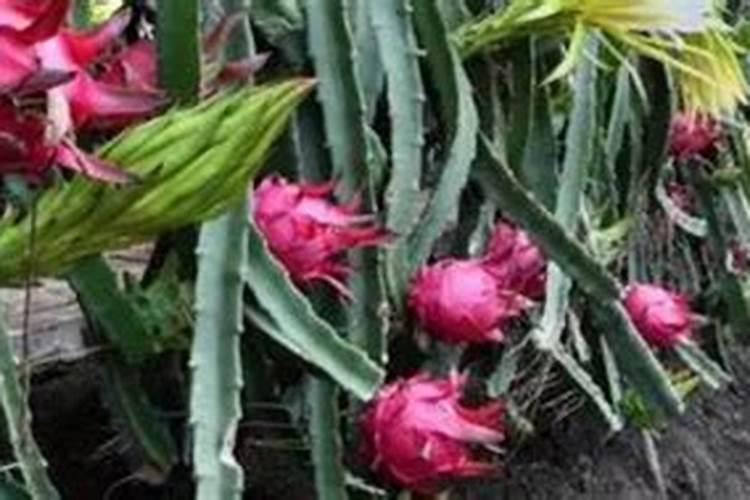 火龙果浇什么肥料合适