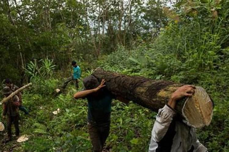 橡胶树最好的肥料是什么？