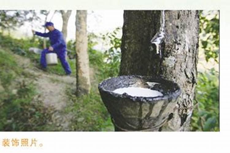 橡胶树的施肥方法