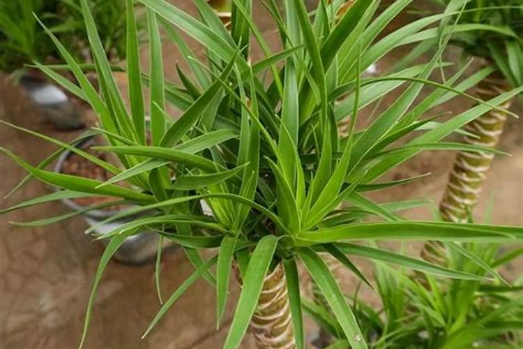 种植黄瓜雨后需要浇水吗