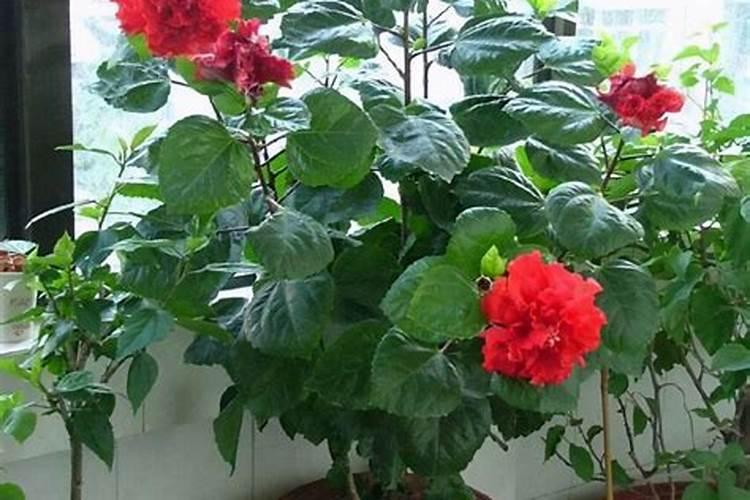 水栽百合花的方法