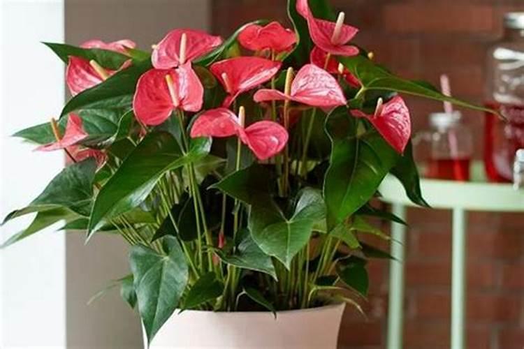 水稻硼肥的作用及使用方法