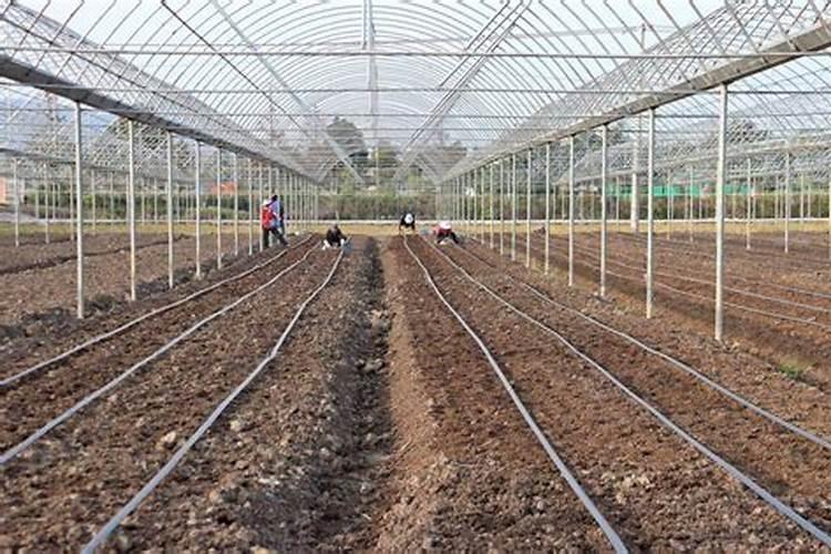 双孢菇的栽培技术