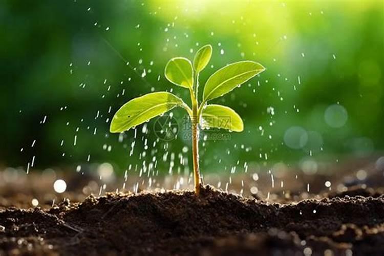 苦瓜需要打顶和剪枝吗 苦瓜的种植管理技术