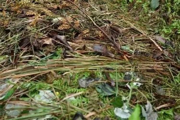 桐油桔水肥如何发酵？