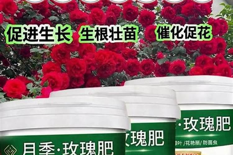 养兰花用什么肥料最好  促进兰花生根发芽的肥料