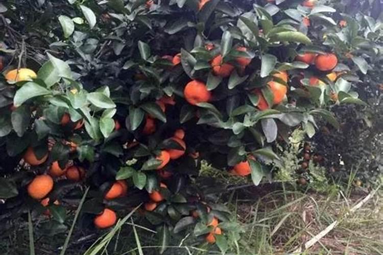 柑橘座果率低是怎么回事呢？应该怎么预防呢？