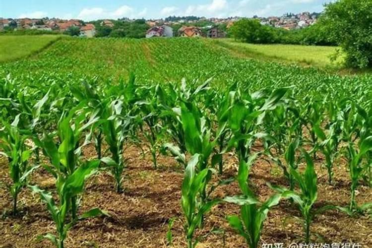 绿蛙胶水环保吗？有网友晓得吗？