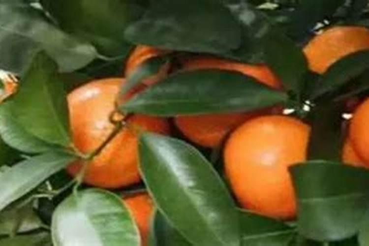 什么食物成本不高但是卖价很贵呢？