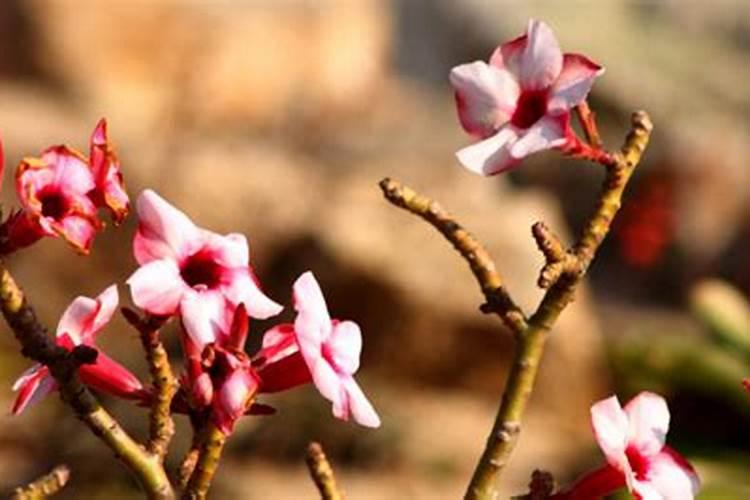 附近的有机肥生产厂家