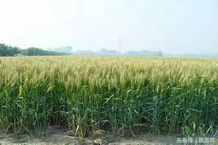 18亿亩耕地必须保持,粮牧副结合才能更好的发挥种田人的积极性