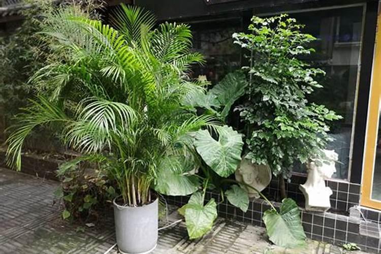 散尾葵施肥用什么肥料长得快 用尿素和复合肥长得好