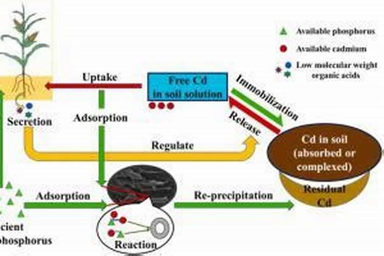 山东临沭金正大复合肥在大名县的总代理在哪里？