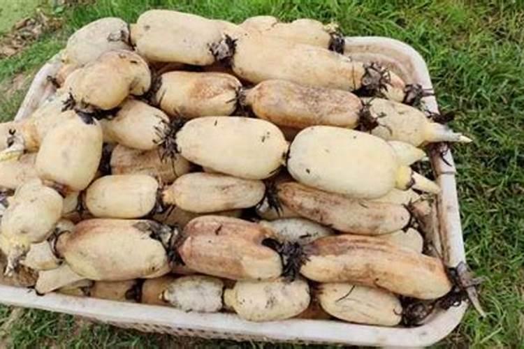 北方夏季种菜怎样防止土壤结块