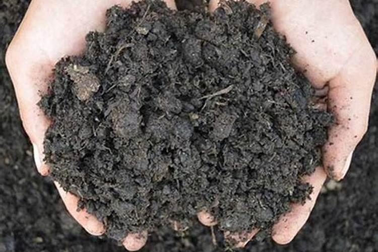 庭院怎样种红薯