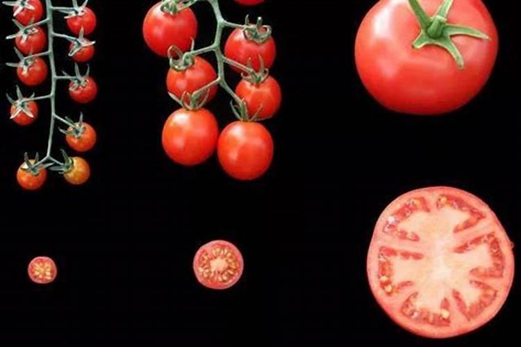 绿萝浇什么水长得快