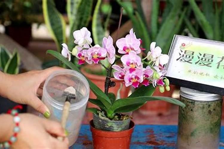 蝴蝶兰快开花时应该如何浇水施肥