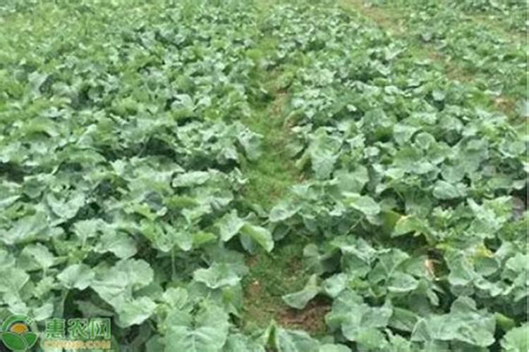 油菜移栽后什么时候施第一次肥