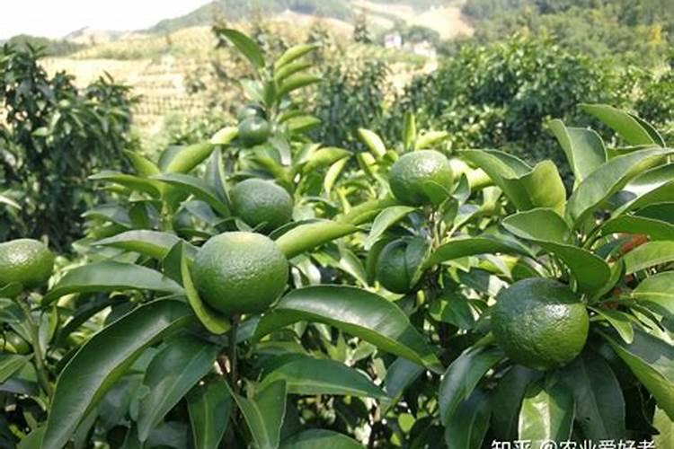 “一窝红薯一把灰,红薯结成一大堆”,种植红薯如何选择底肥？