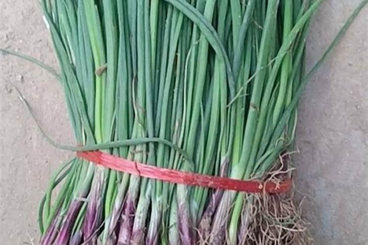 刚刚移栽的树可以施肥吗 刚移栽的树什么时候可以施肥