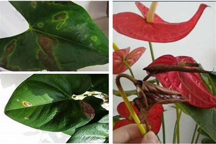 绿豆用什么肥料最好