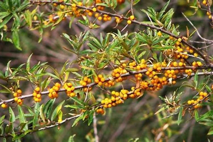 沙棘种植注意事项是什么 沙棘生长需要什么条件