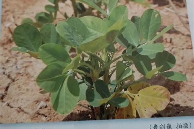 磷肥种花生怎么使用