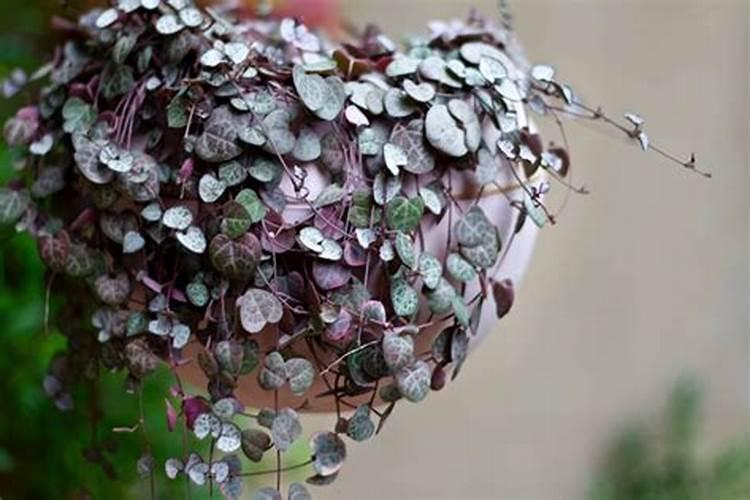 不含钾的食物一览表