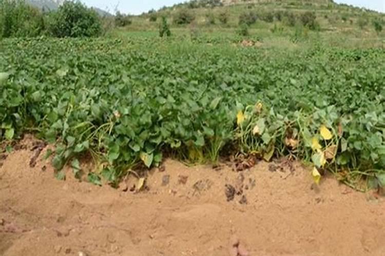 南瓜施什么肥最好