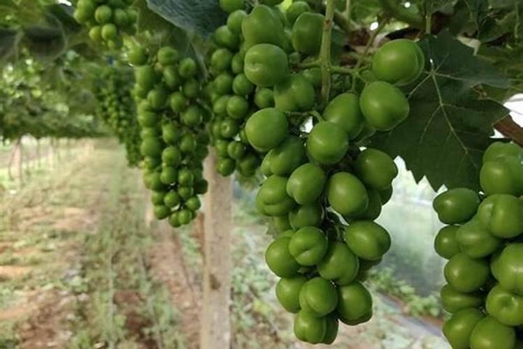 葡萄栽下多久可以施肥 葡萄栽种几年可施肥