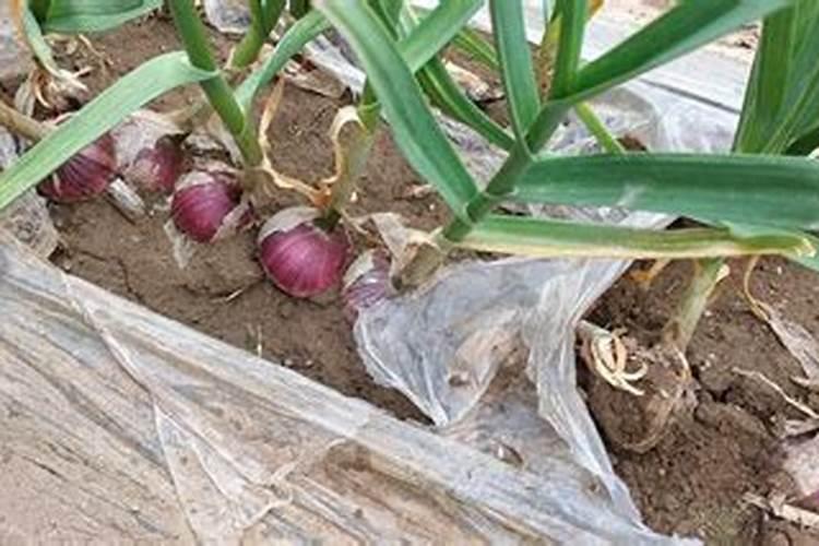 冬季大蒜科学管理工作有哪些