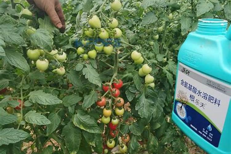 种瓜用什么肥料好