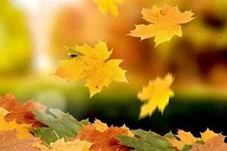 柏树、水杉树叶是腐烂后释放出酸性物质吗？