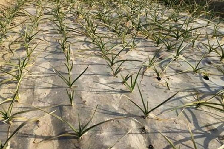 已经有花苞的茶花要不要施肥