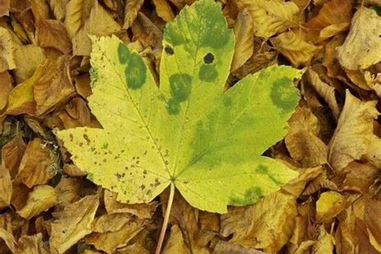 死鱼怎么样发酵可以做水肥？