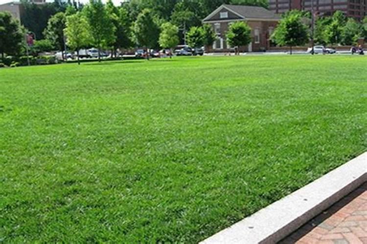 复合肥可以直接撒在草皮上吗