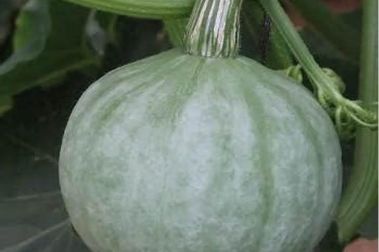 大蒜追肥施什么肥料好？早春大蒜如何管理？大蒜施什么肥蒜头大？