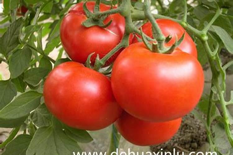 百香果正确施肥方法