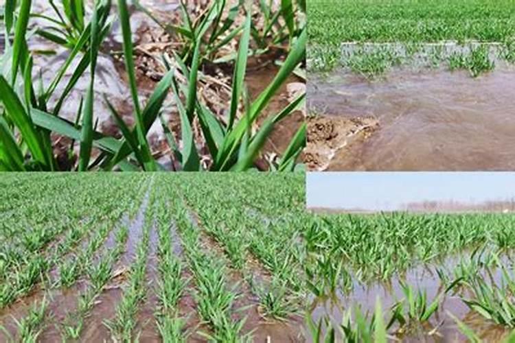 小麦最好的肥料是什么？