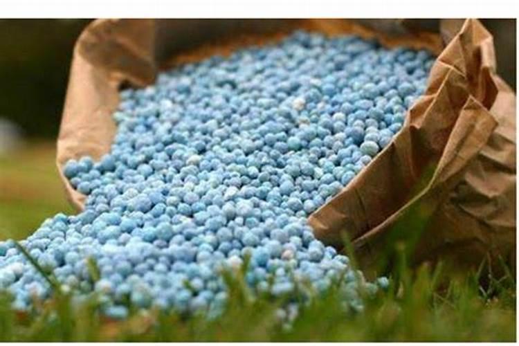 发财树怎么施肥施什么肥